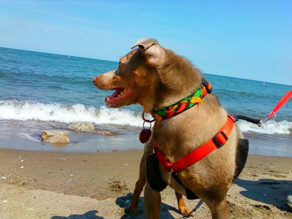 Rosco - At Lake Erie.