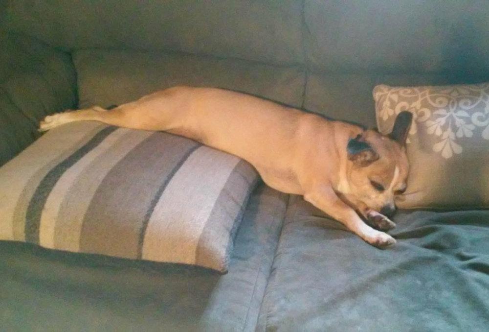 Sparkle - Naps are the best when you`re on the couch.